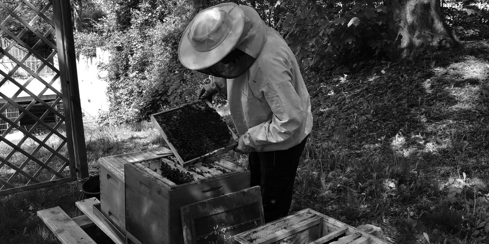 Unsere Bienenstöcke, die unser Imker gerade kontrolliert. Er hat eine Bienenwabe in der Hand.